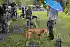 2025-Sohollari-004